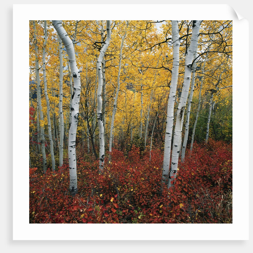 Aspen in autumn at Uinta National Forest by Anonymous