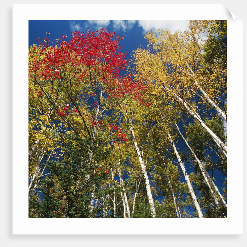 Colorful trees in autumn at Acadia National Park by Anonymous