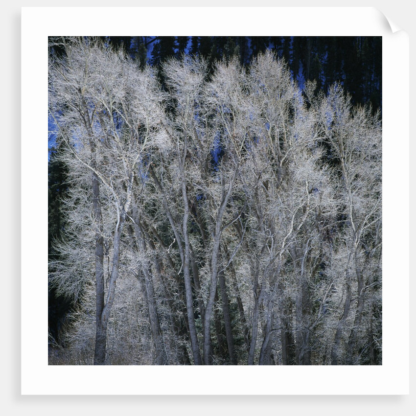 Cottonwood trees in winter by Anonymous