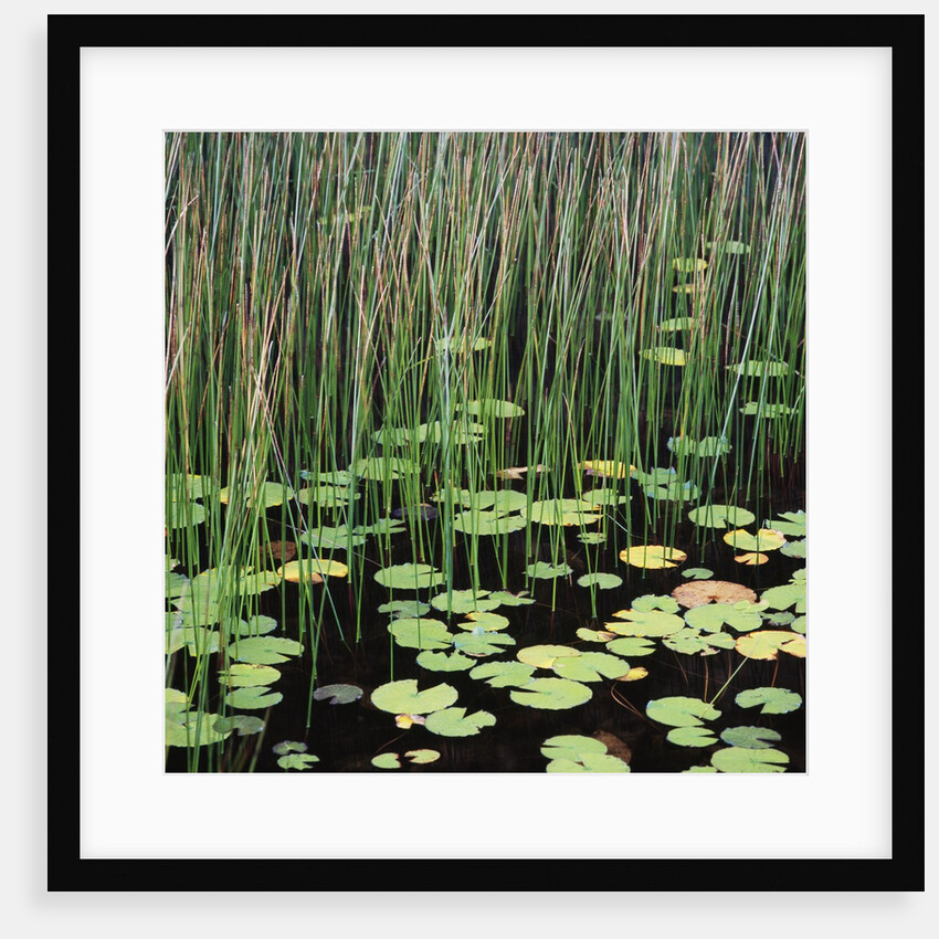 Reed and Water Lillies in Pond, Arcadia National Park, Maine by Anonymous
