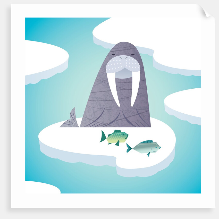 Walrus on pack ice by Anonymous