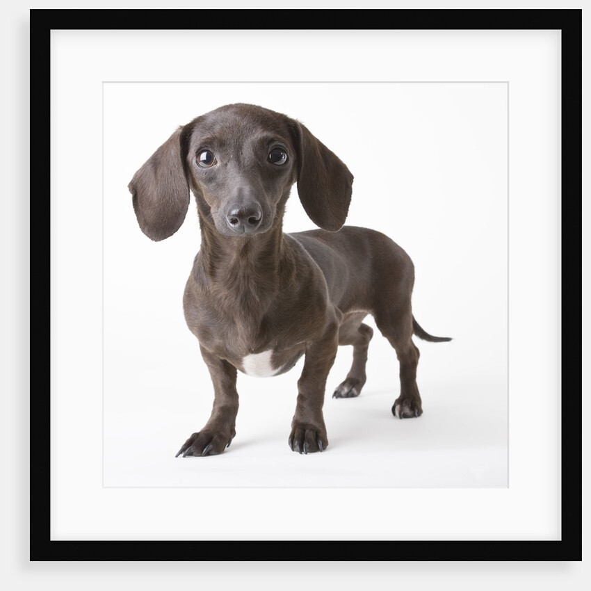 Dachshund puppy by Anonymous