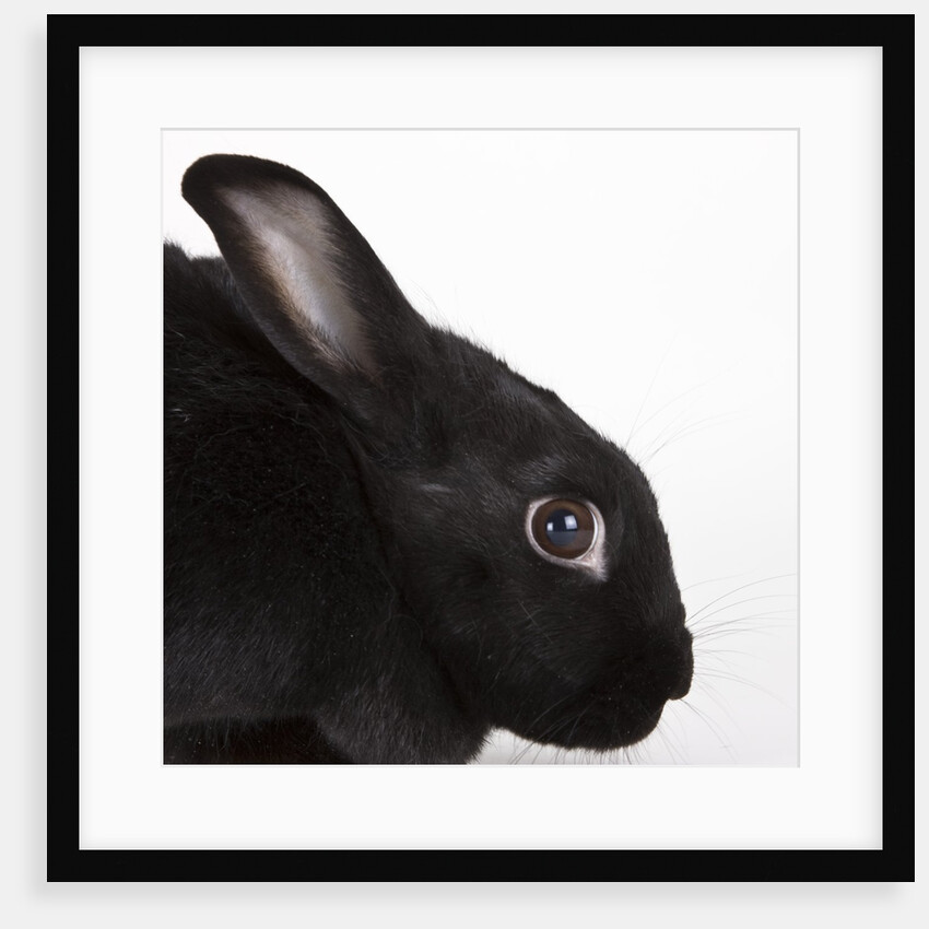 Black rabbit by Anonymous