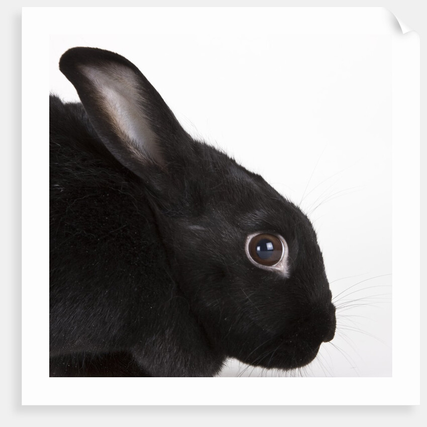 Black rabbit by Anonymous
