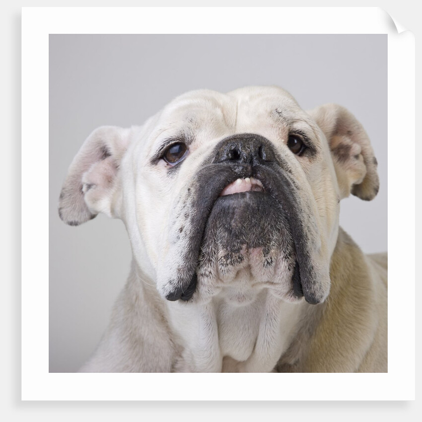 Bulldog by Anonymous