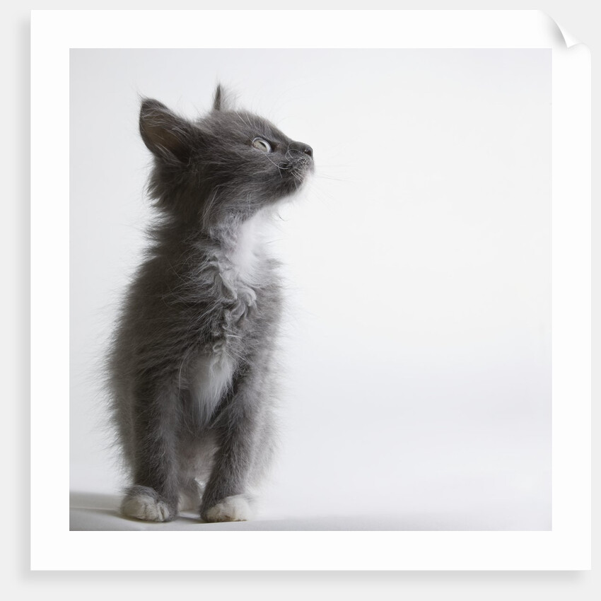 Gray kitten by Anonymous