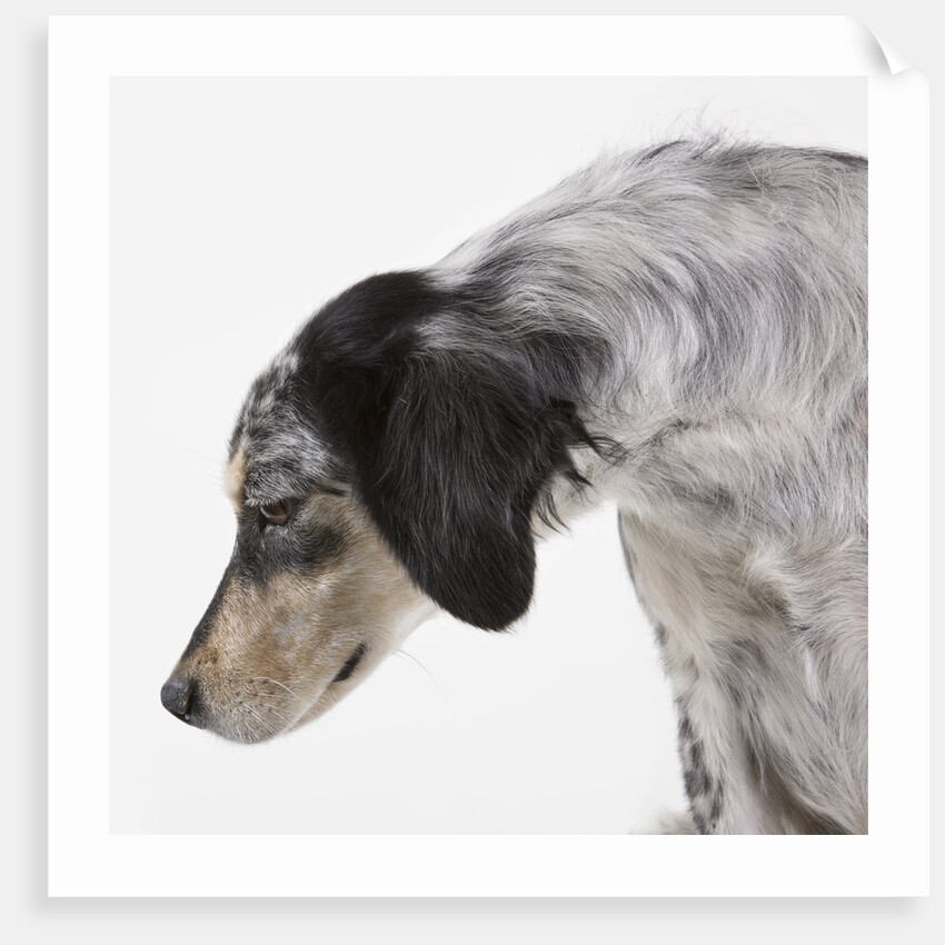English setter by Anonymous