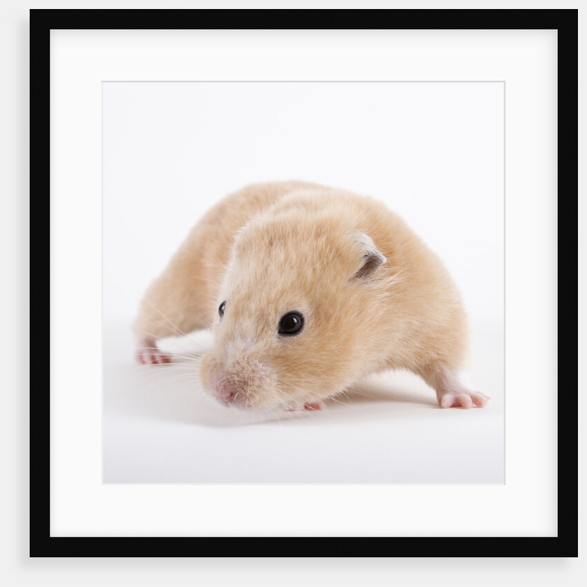 Hamster by Anonymous