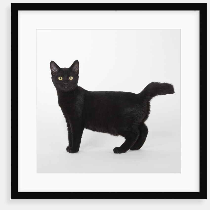 Black cat by Anonymous
