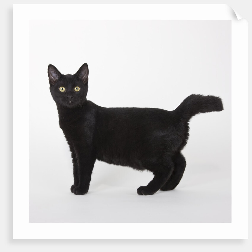 Black cat by Anonymous