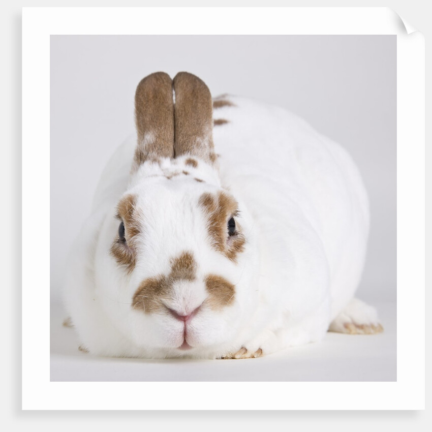 White and tan rabbit by Anonymous