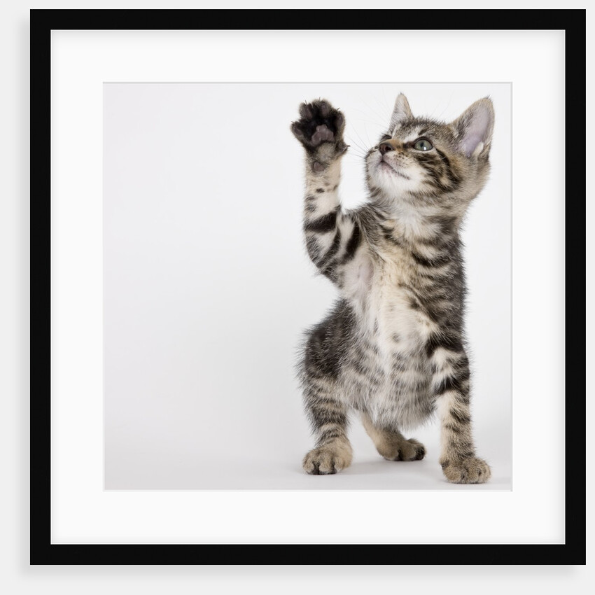 Kitten pawing at air by Anonymous