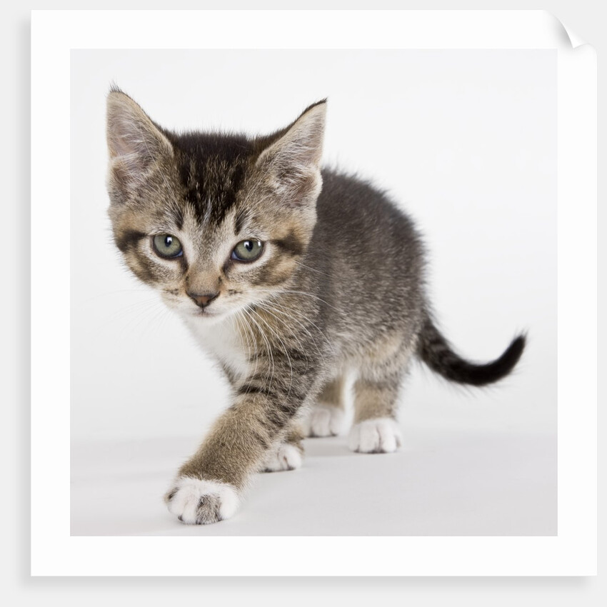 Tabby kitten by Anonymous