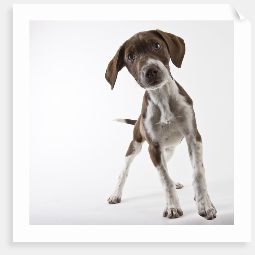 German shorthaired pointer puppy by Anonymous
