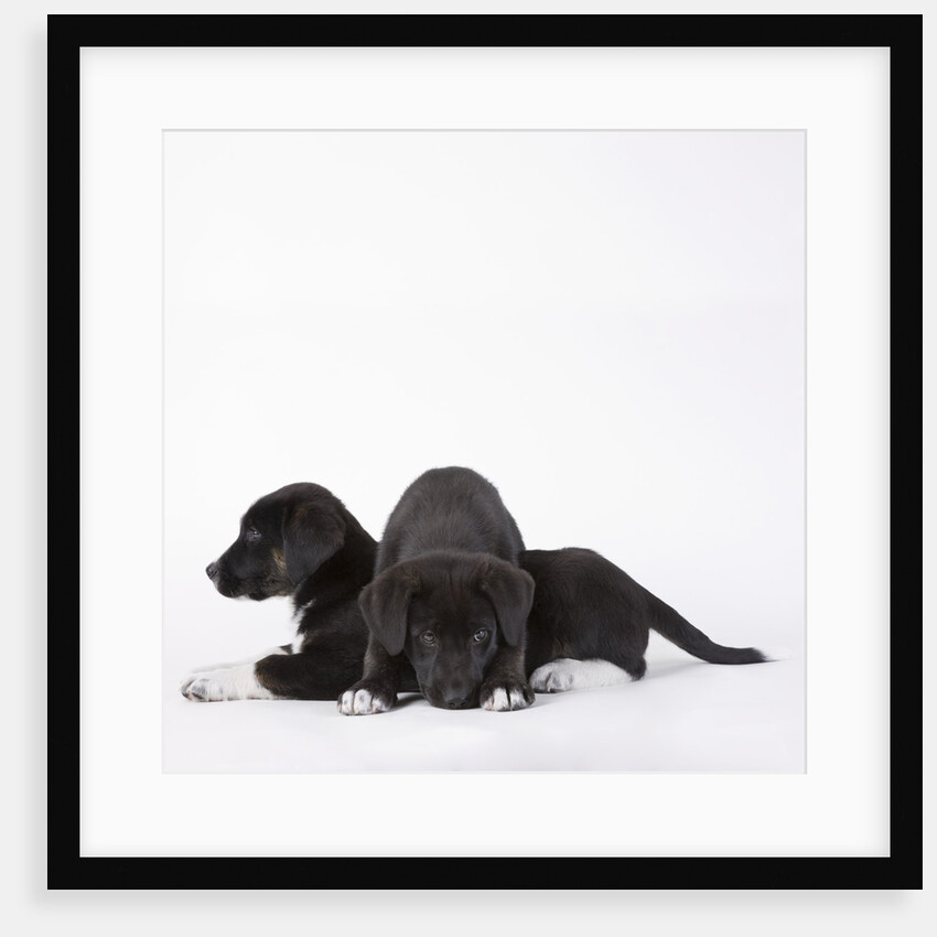 Puppies lying on one another by Anonymous