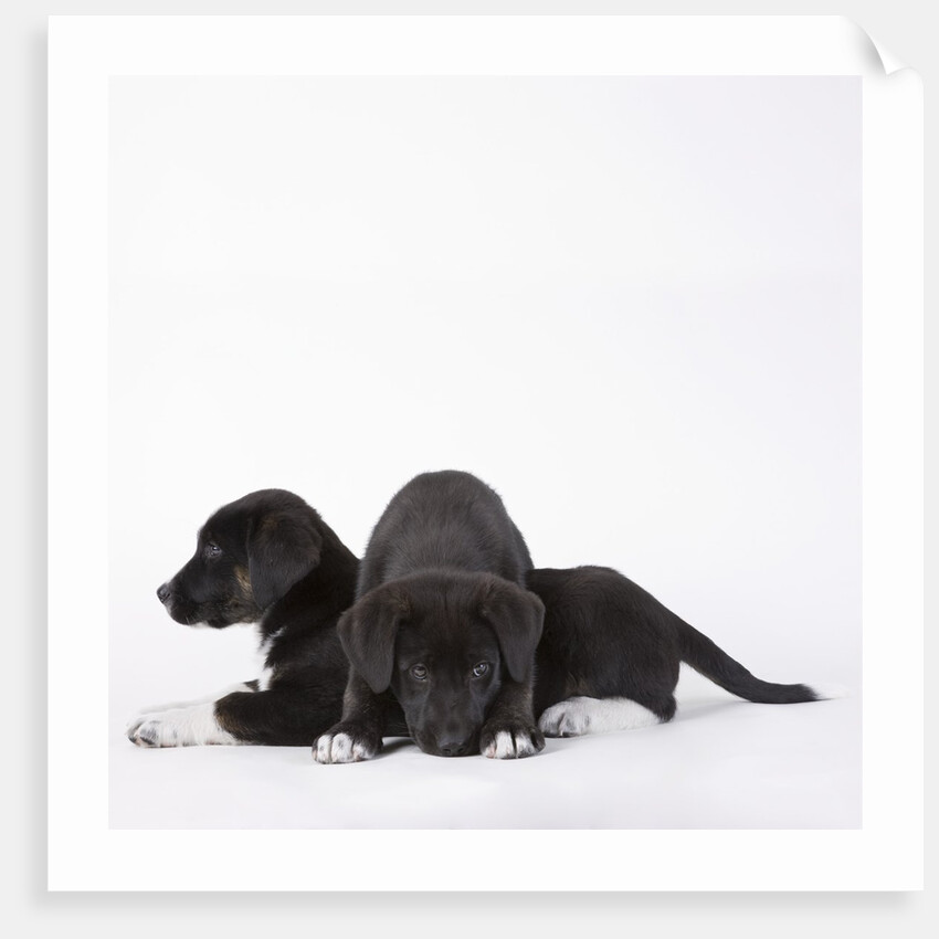 Puppies lying on one another by Anonymous