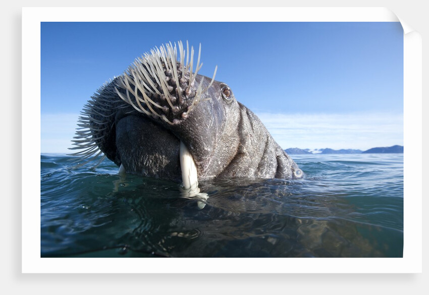 Walrus swimming by Anonymous