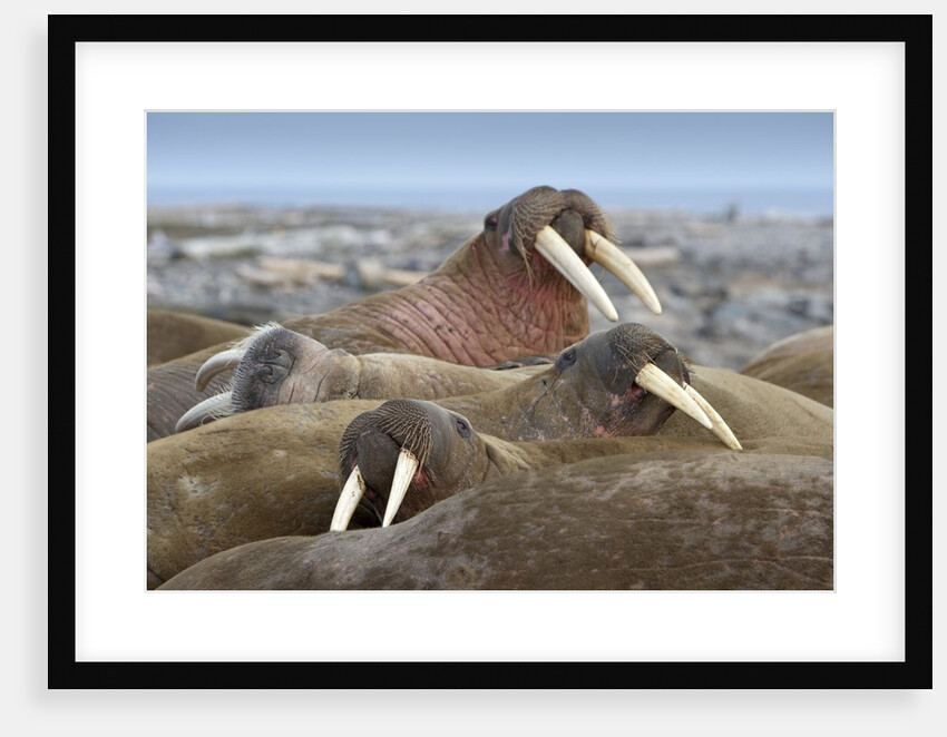 Walrus herd lying on beach by Anonymous
