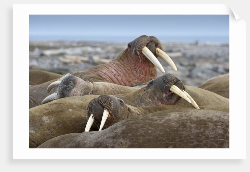 Walrus herd lying on beach by Anonymous