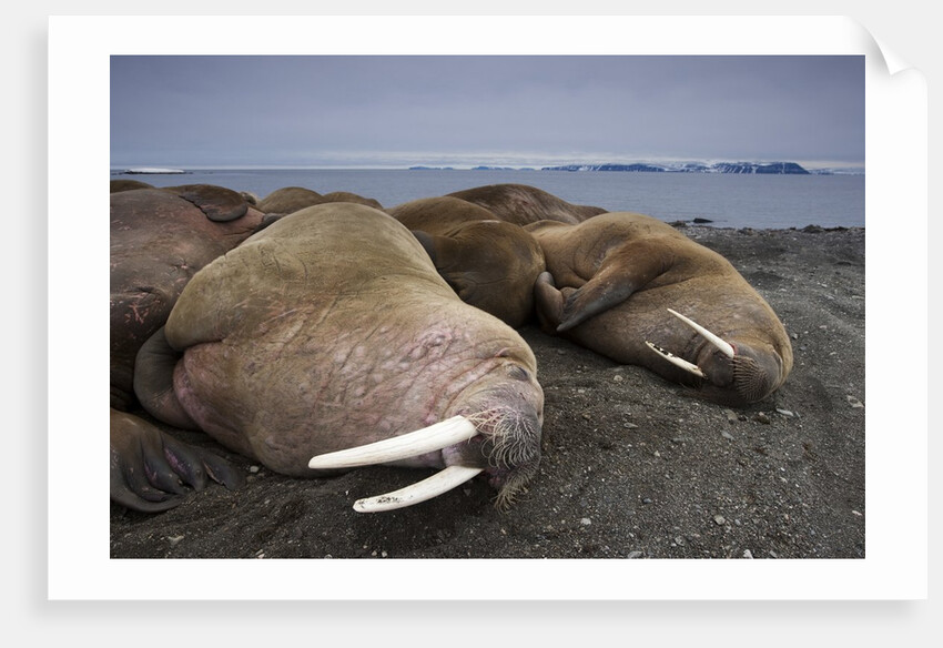Walrus herd lying on beach by Anonymous