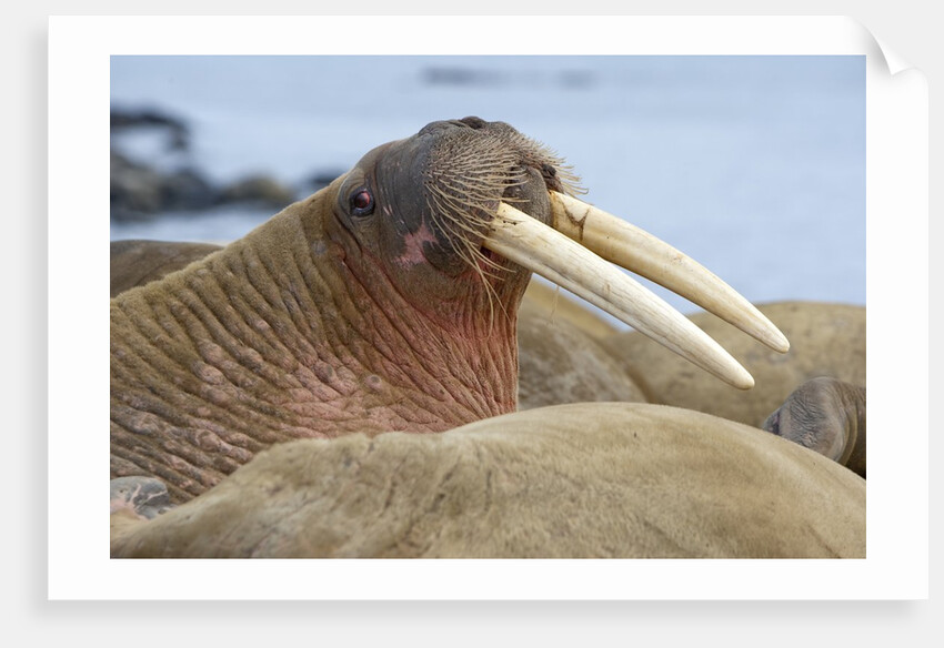 Walrus herd lying on beach by Anonymous