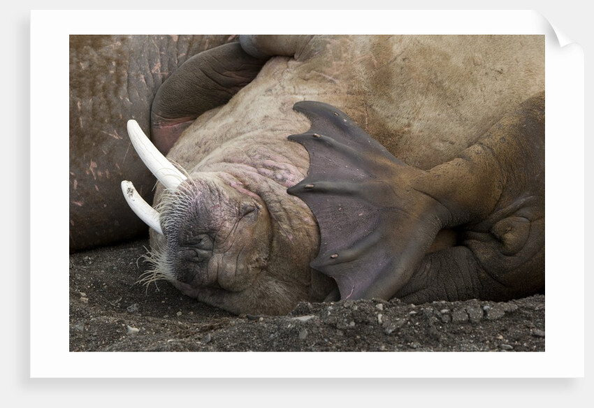 Walrus herd lying on beach by Anonymous