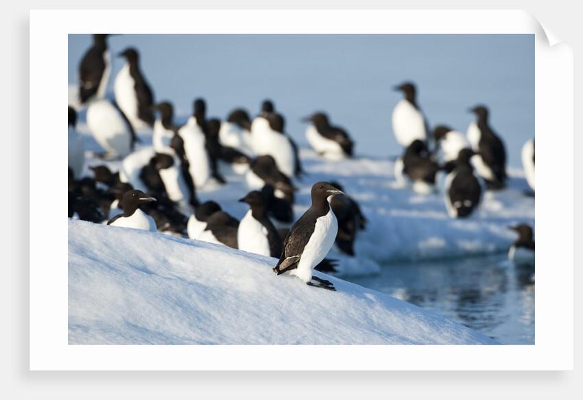 Brunnich's Guillemots, Svalbard, Norway by Anonymous