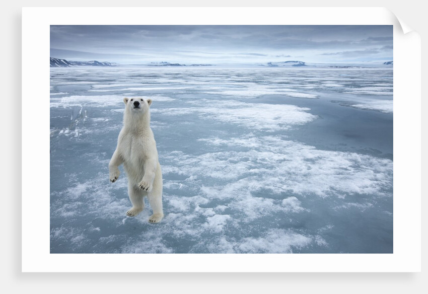Polar Bear, Svalbard, Norway by Anonymous