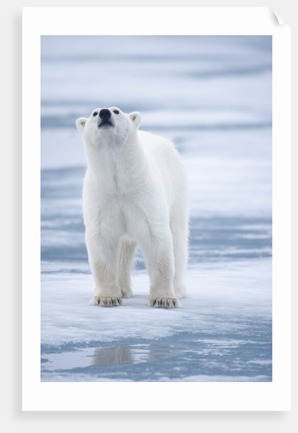 Polar Bear, Svalbard, Norway by Anonymous