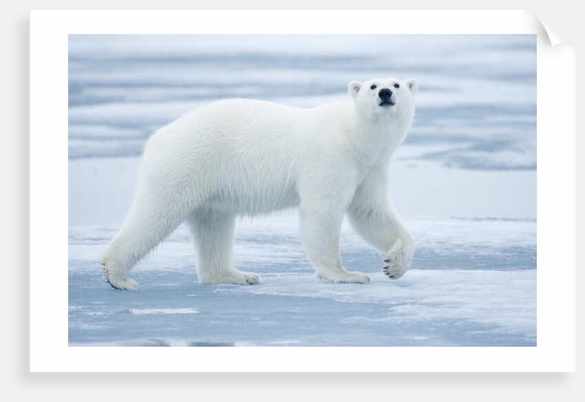 Polar Bear, Svalbard, Norway by Anonymous