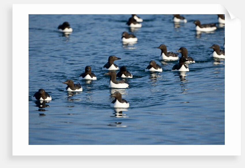 Brunnich's Guillemots, Svalbard, Norway by Anonymous