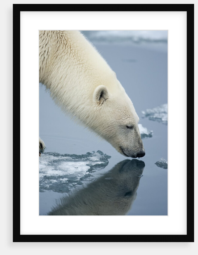 Polar Bear sniffing water by Anonymous
