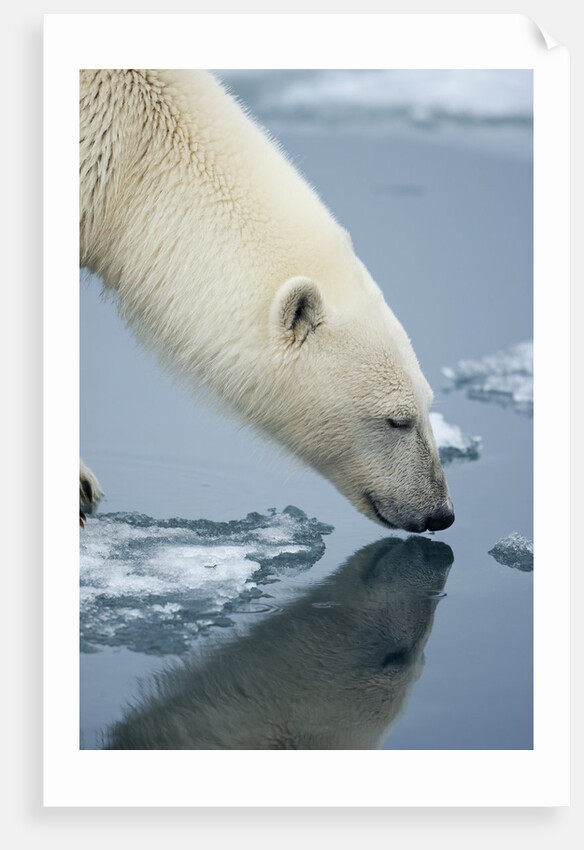 Polar Bear sniffing water by Anonymous