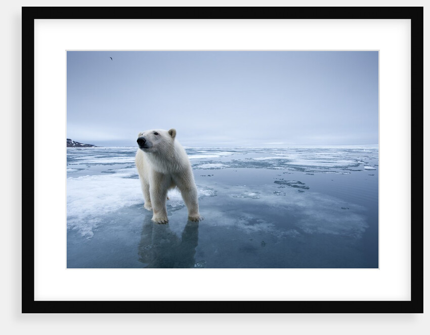 Polar Bear on melting ice by Anonymous