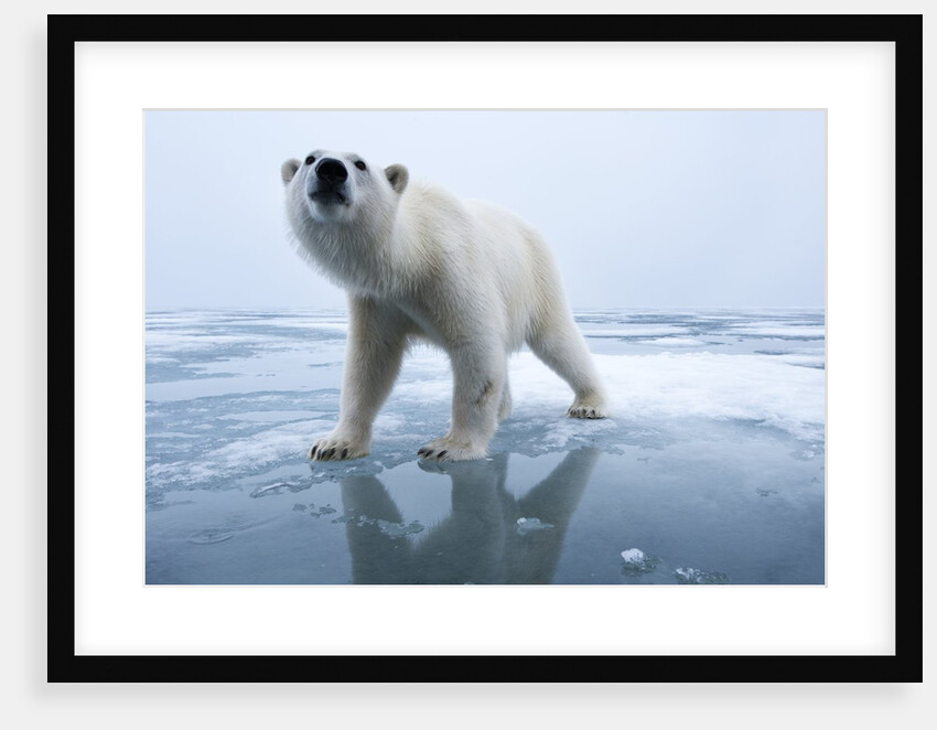 Polar Bear on ice by Anonymous