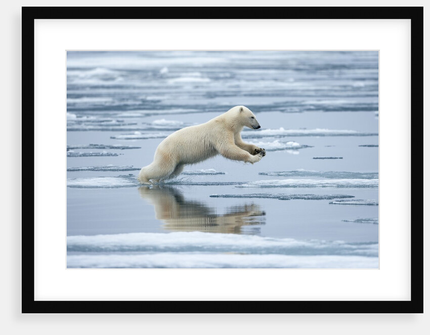Polar Bear jumping across melting pack ice by Anonymous