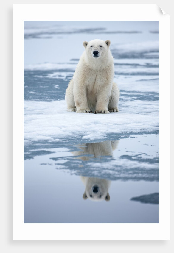 Polar Bear on ice by Anonymous