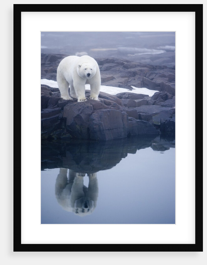 Polar Bear walking on rocky shoreline by Anonymous