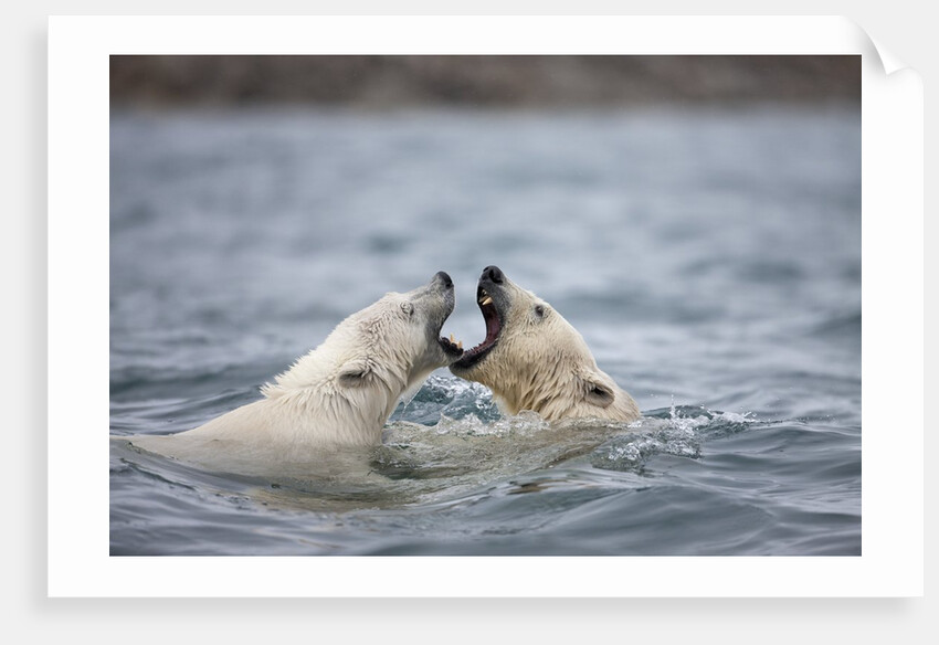 Polar Bears fighting in water by Anonymous