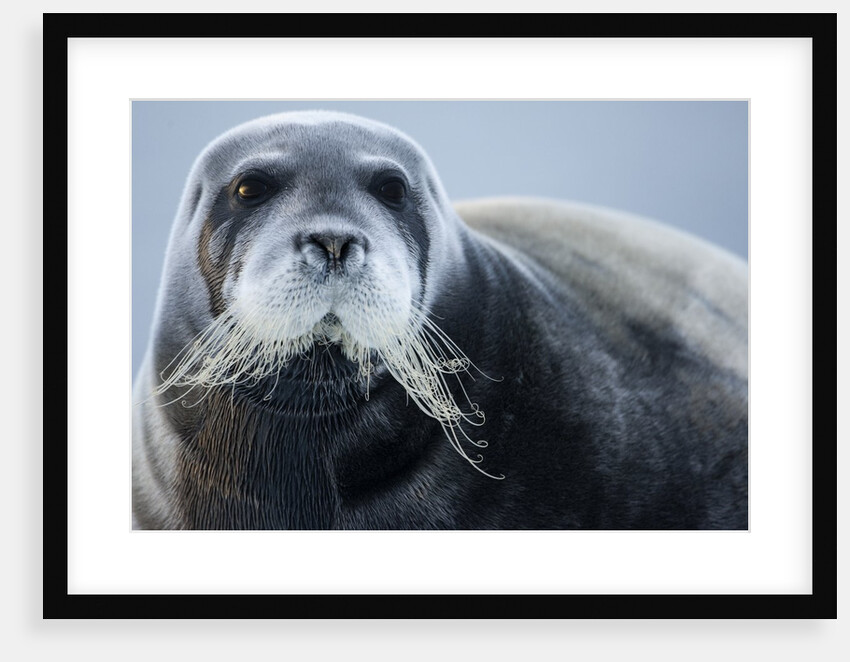 Bearded Seal, on Iceberg, Svalbard, Norway by Anonymous