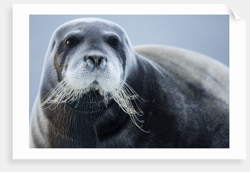 Bearded Seal, on Iceberg, Svalbard, Norway by Anonymous