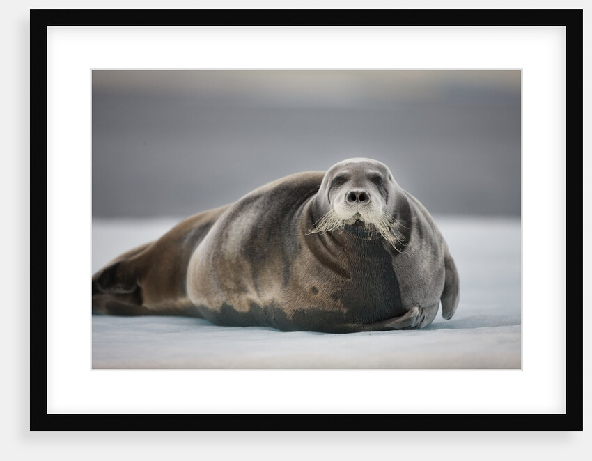 Bearded Seal on Ice by Anonymous