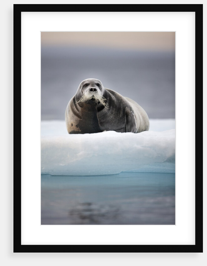 Bearded Seal, on Iceberg, Svalbard, Norway by Anonymous