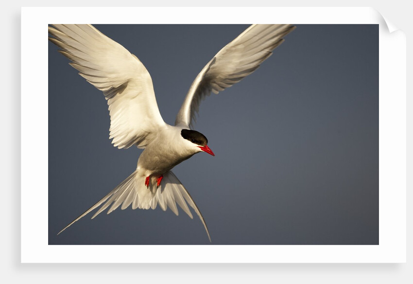 Arctic Tern in flight by Anonymous
