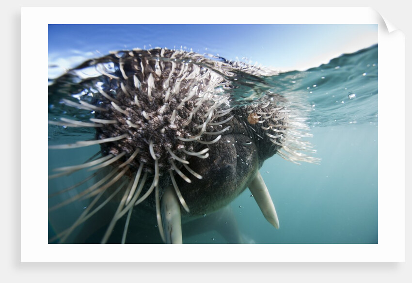 Walrus swimming by Anonymous