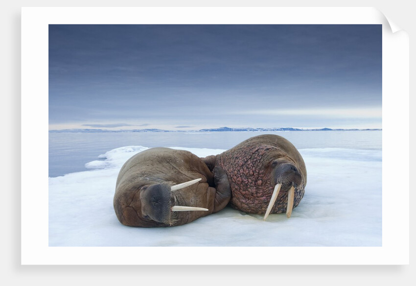 Walruses lying on ice by Anonymous