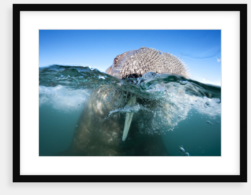 Walrus swimming by Anonymous