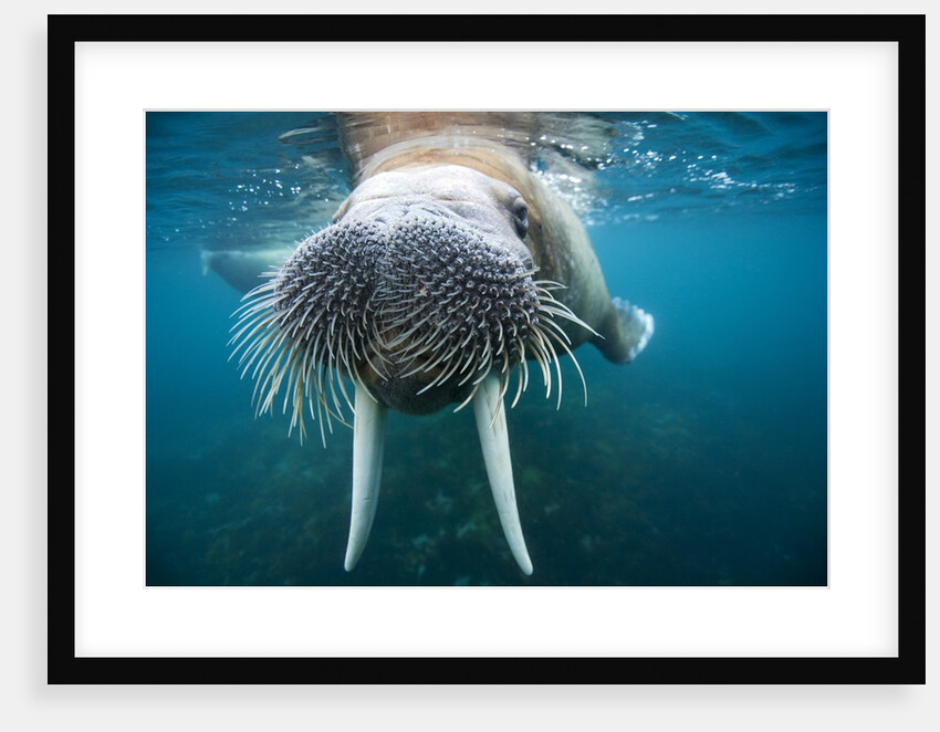Adult male walrus, Lagoya, Svalbard, Norway by Anonymous