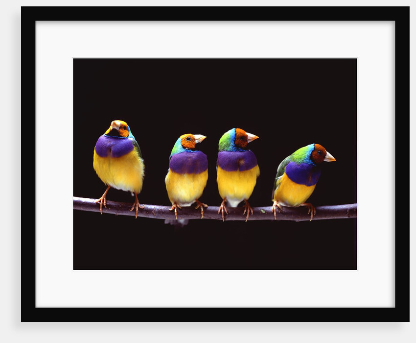 Parrots on a perch by Anonymous