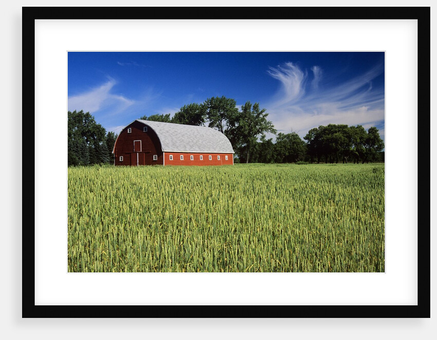 A Field of Wheat and Barn, Myrtle, Manitoba, Canada by Anonymous